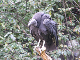 Смотреть фото Урубу Фото Урубу