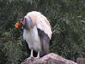 Фото Королевский гриф