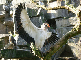 Фото Королевский гриф