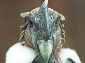 Андский кондор Андский кондор