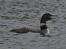 Фото Полярная гагара