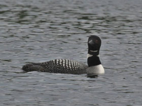 Фото Полярная гагара