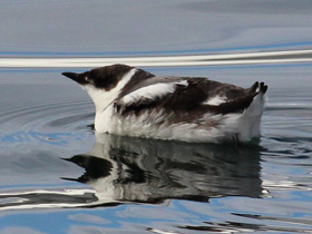 Смотреть фото Длинноклювый пыжик Фото Длинноклювый пыжик