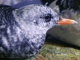 Смотреть фото Тихоокеанский чистик Фото Тихоокеанский чистик