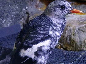 Смотреть фото Тихоокеанский чистик Фото Тихоокеанский чистик