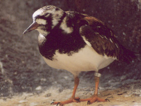 Фото Камнешарка