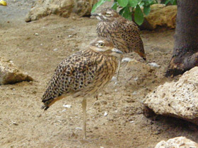 Смотреть фото Капская авдотка Фото Капская авдотка