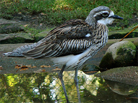 Смотреть фото Австралийская авдотка Фото Австралийская авдотка