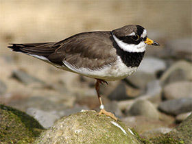 Смотреть фото Галстучник Фото Галстучник