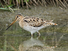 Смотреть фото Японский бекас Фото Японский бекас