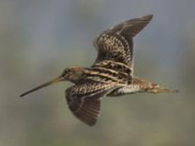 Фото Мадагаскарский бекас