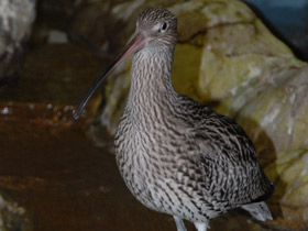 Смотреть фото Большой кроншнеп Фото Большой кроншнеп