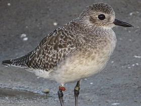 Смотреть фото Тулес Фото Тулес