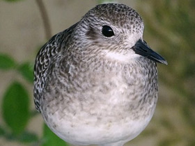 Смотреть фото Тулес Фото Тулес