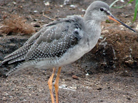 Фото Щёголь