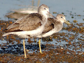 Смотреть фото Охотский улит Фото Охотский улит