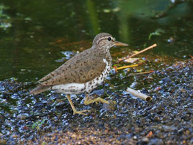 Фото Американский перевозчик