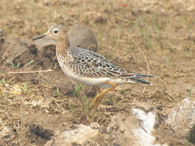 Фото Желтозобик