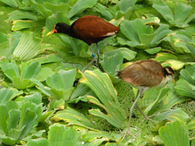 Смотреть фото Сережчатая якана Фото Сережчатая якана