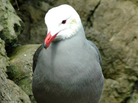 Фото Чайка Хеерманна