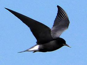 Смотреть фото Чёрная крачка Фото Чёрная крачка