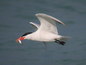 Фото Чеграва