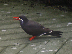 Смотреть фото Крачка-инка Фото Крачка-инка