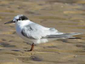 Фото Малая крачка