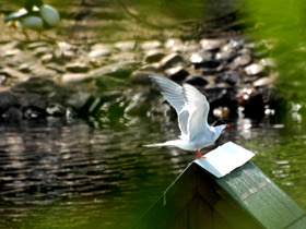 Фото Речная крачка