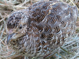 Фото Капская трёхпёрстка