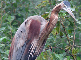 Фото Рыжая цапля