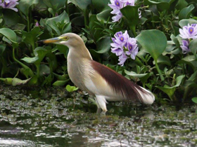 Фото Индийская желтая цапля