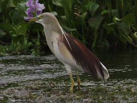 Фото Индийская желтая цапля