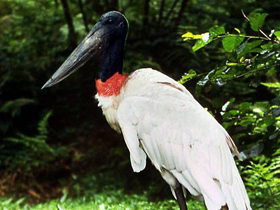 Фото Бразильский ябиру