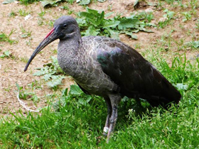 Фото Хагедаш