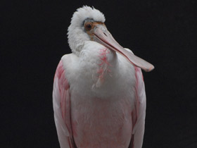 Фото Розовая колпица