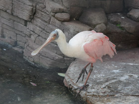 Фото Розовая колпица