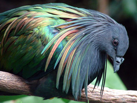 Смотреть фото Никобарский голубь Фото Никобарский голубь