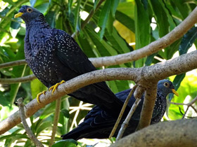Фото Оливковый голубь