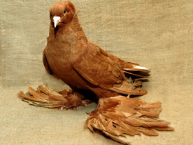 Домашние голуби Домашние голуби