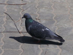 Смотреть фото Сизый голубь Фото Сизый голубь