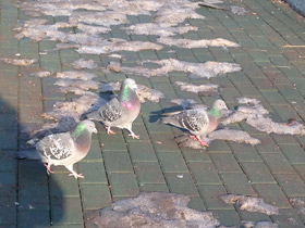 Смотреть фото Сизый голубь Фото Сизый голубь