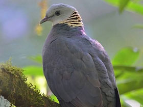 Фото Пепельный голубь