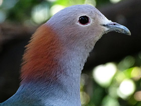 Смотреть фото Мускатный плодоядный голубь Фото Мускатный плодоядный голубь