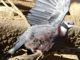 Смотреть фото Черношейный плодоядный голубь Фото Черношейный плодоядный голубь