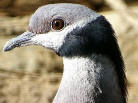 Смотреть фото Черношейный плодоядный голубь Фото Черношейный плодоядный голубь