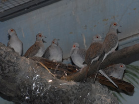 Смотреть фото Бриллиантовая горлица Фото Бриллиантовая горлица