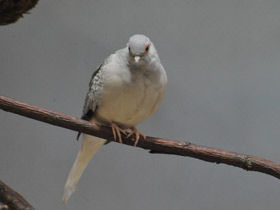 Смотреть фото Бриллиантовая горлица Фото Бриллиантовая горлица