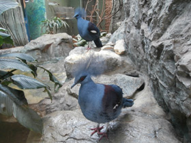 Фото Венценосный голубь