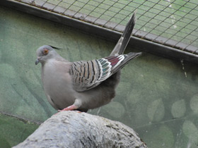 Смотреть фото Хохлатый бронзовокрылый голубь Фото Хохлатый бронзовокрылый голубь